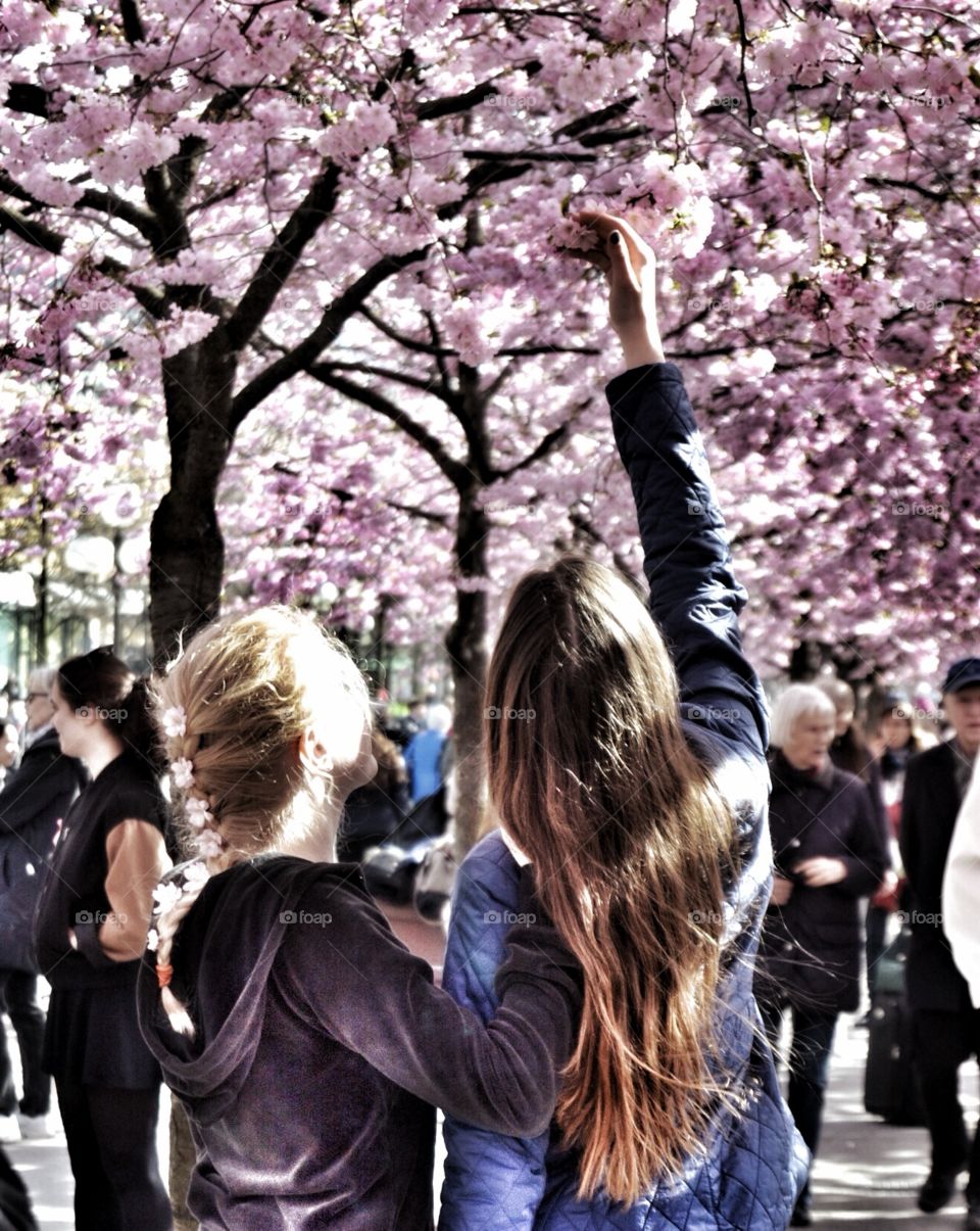 Wonders of cherry blossom. Wonders of cherry blossom