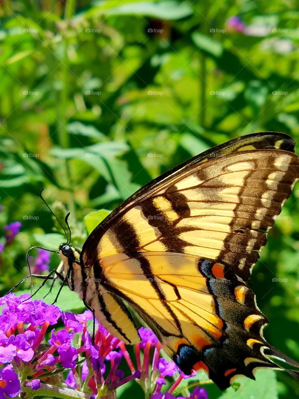 Large Yellow Swallowtail Butterfly. Closeup photo.