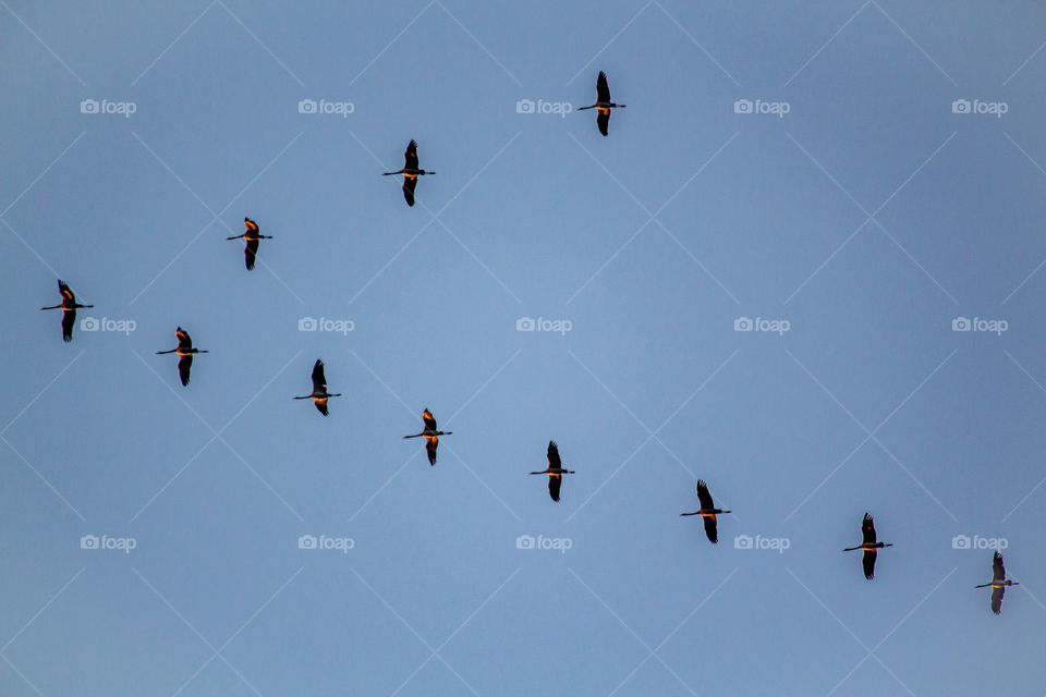 Migratory birds in flight formation