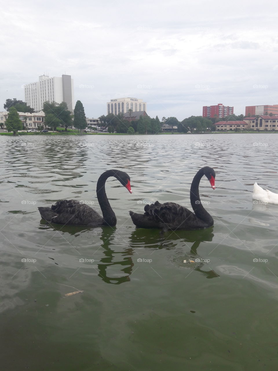 lake Morton Lakeland Florida black swans matter