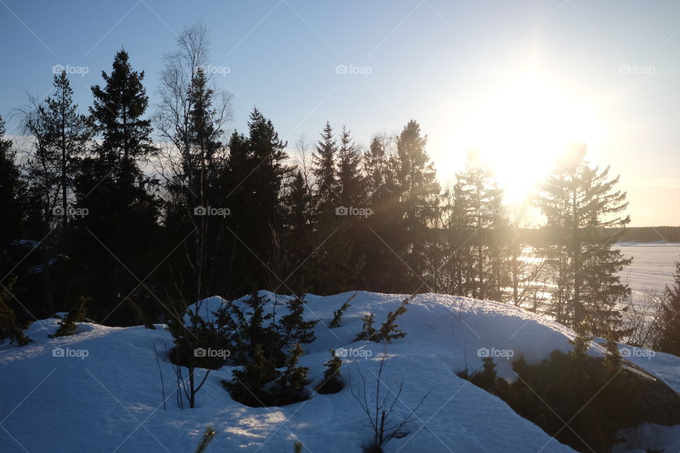 Snow, Winter, Cold, Landscape, Tree