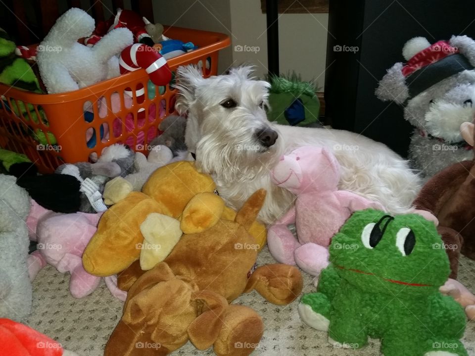 Dog Toys. can you find the Scottish Terrier 