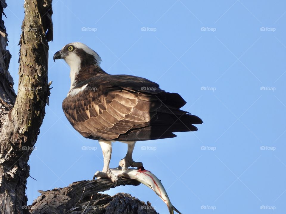 Animals in The Wild - An Osprey alert on the limb with the catch of the day -  A wild animal finds its own food, shelter, water and all its other needs in a specific natural habitat