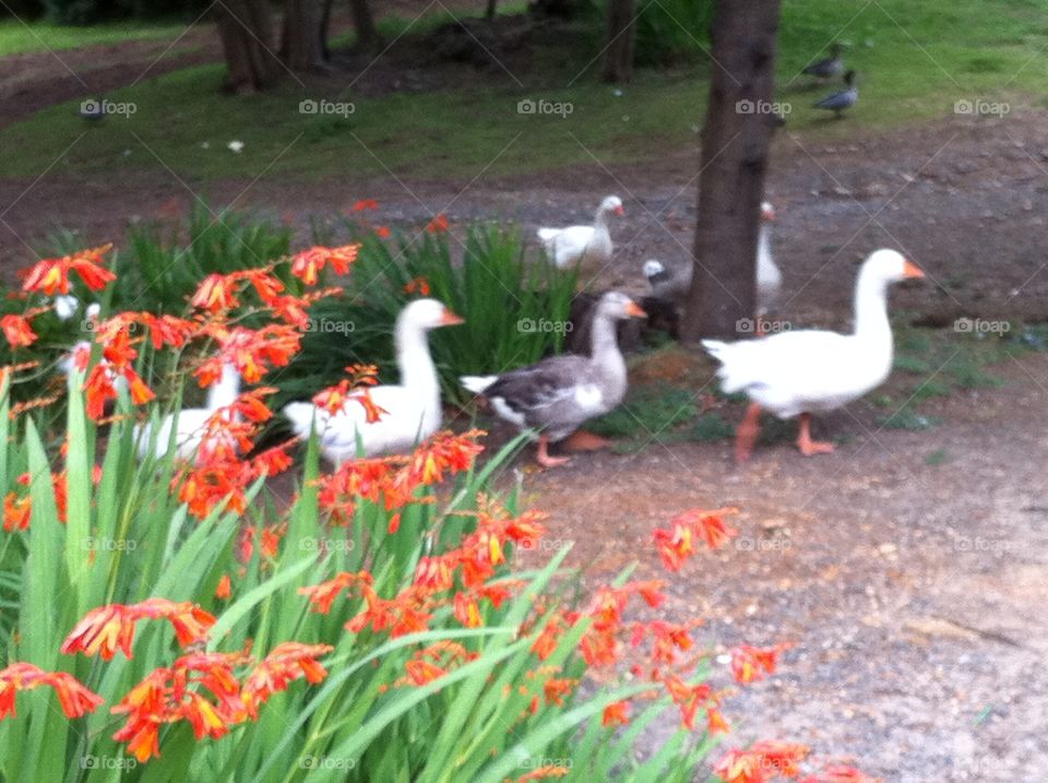 Ducks crossing road 2