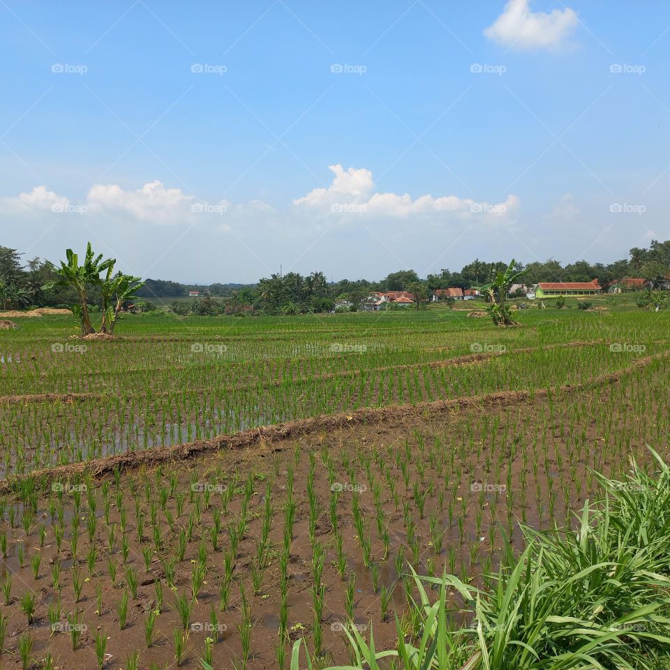 Views of rice fields with beautiful natural surroundings