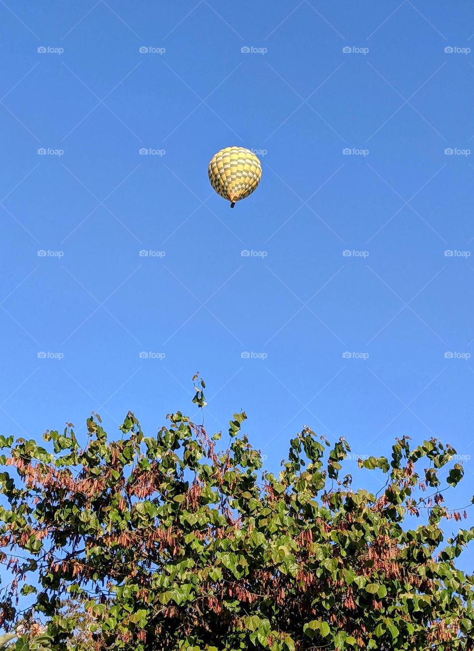 Up up and away: helium balloon above the treetops