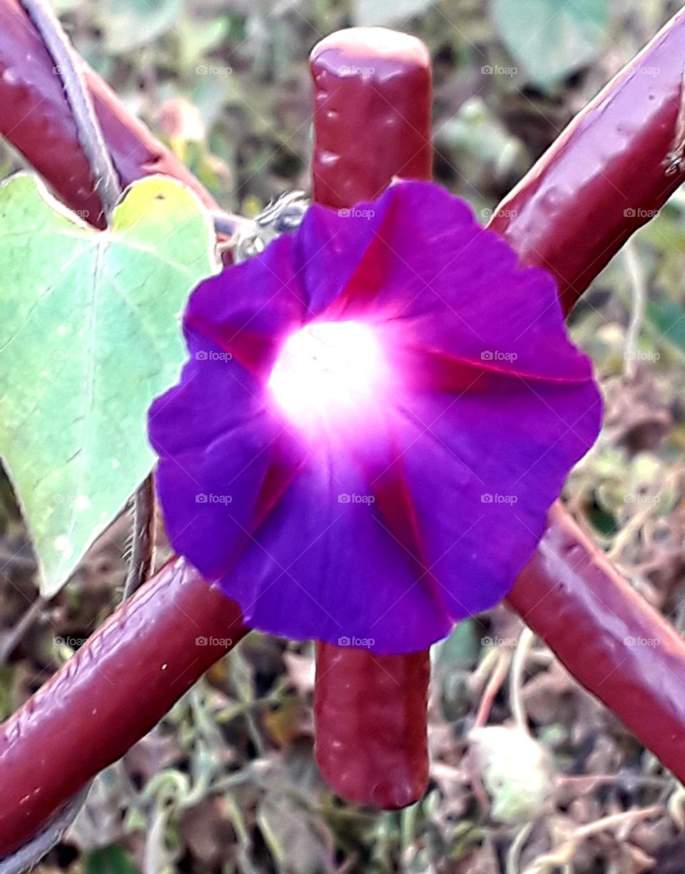 walk at golden hour - purple flower of decorative morning glory