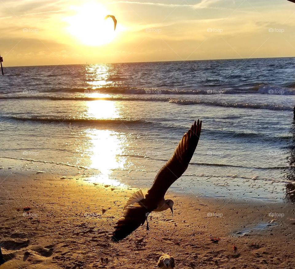 A seagull flying at the beach during the golden hour