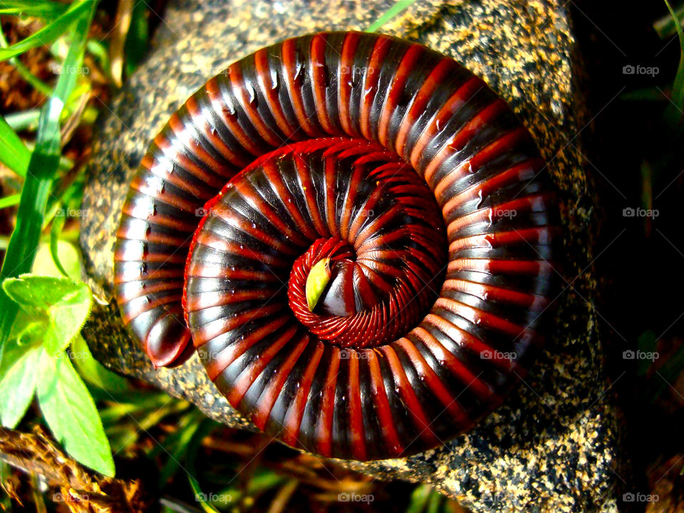 millipede