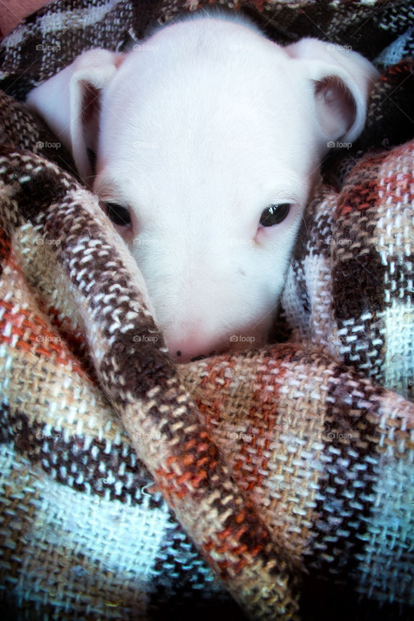 Close-up of a dog wrapped with blanket