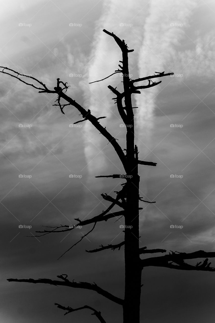 Silhouette in B&W of a dead tree on the shoreline. The tree is very dark against a lighter cloudy sky. There are also 2 jet exhaust trails lighter than the clouds seemingly vertical just behind the tree.