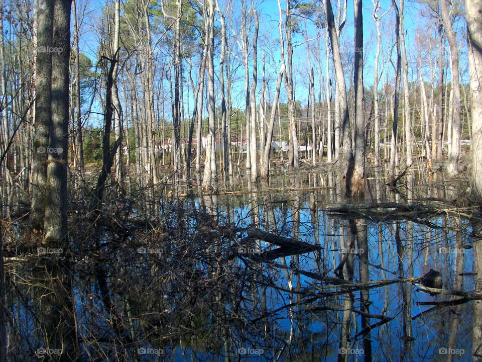 Wood, Nature, Tree, Landscape, Water