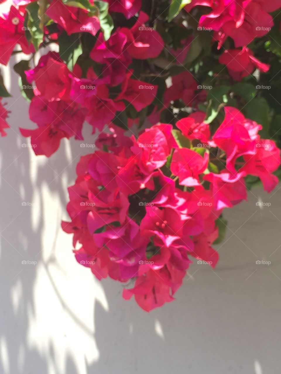 Close up of Flowers