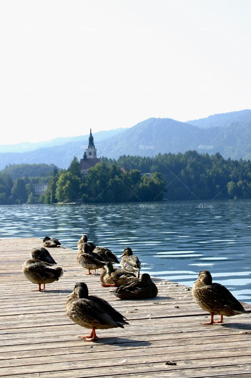 Ducks enjoy the sun on the dock of a lake 