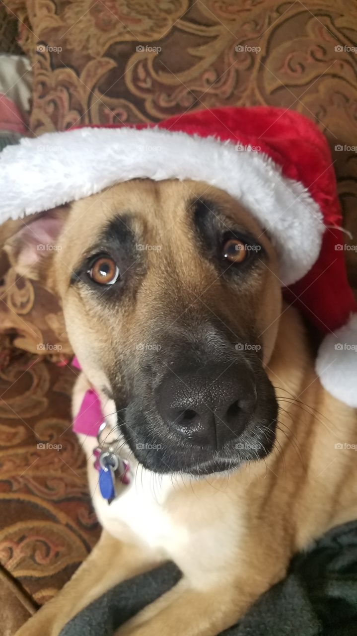 adorable dog in a santa hat.