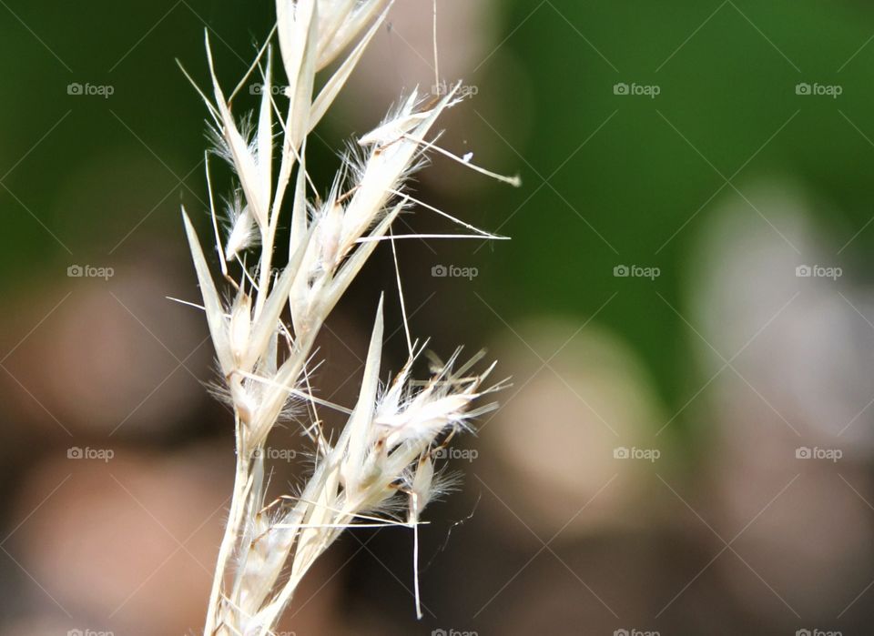 grass seeds being released.