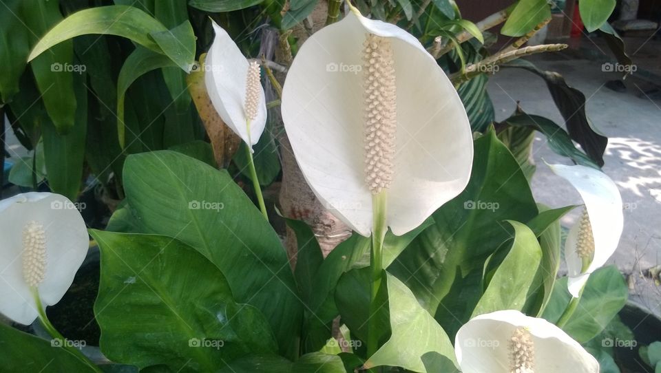 Flower is white color
