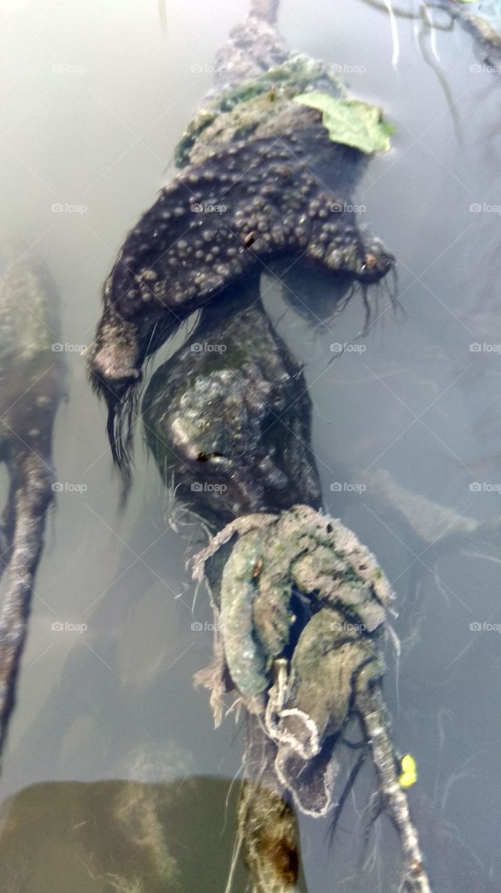 structure on surface of the water