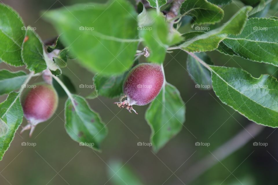 Small fruits