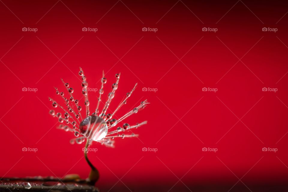 water droplets on a dandelion