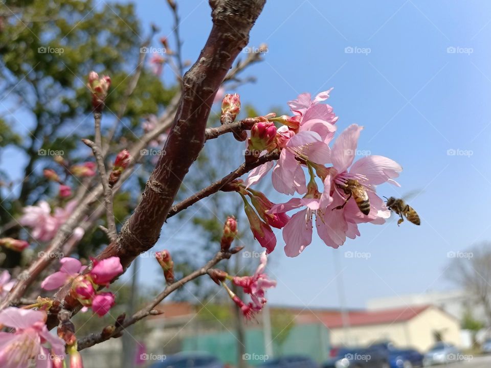 The bees collect pollen from flowers.