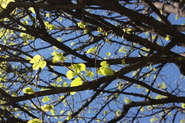 tree