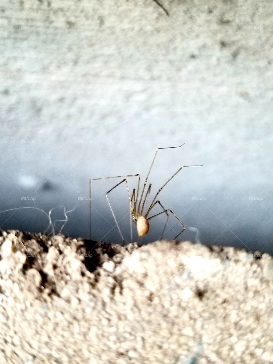 Spiders between the cracks