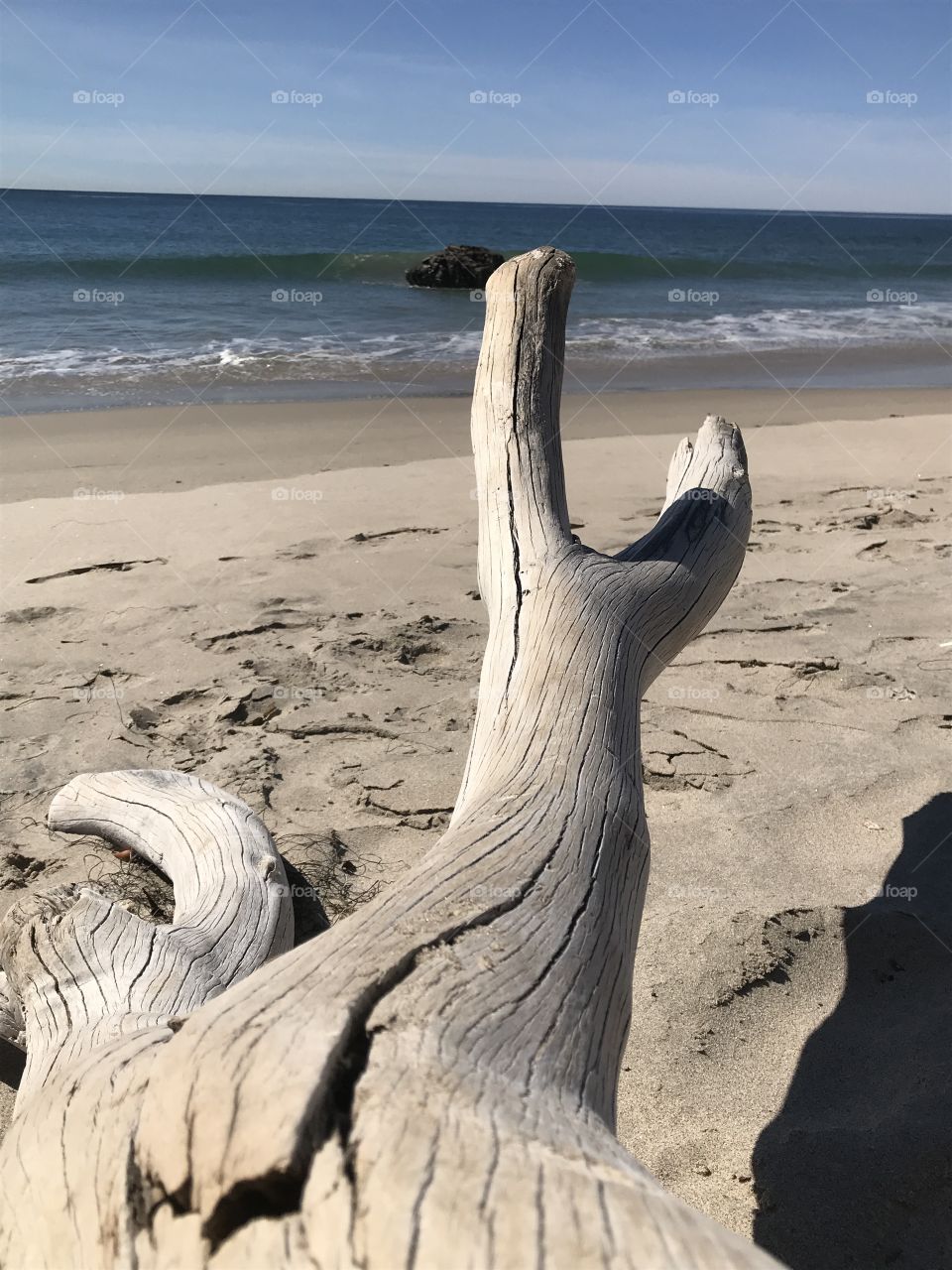 Sun-dried beechwood in Malibu California
