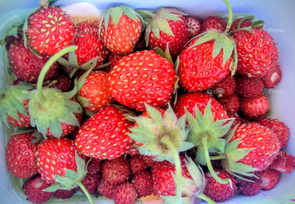 red ripe strawberries harvest