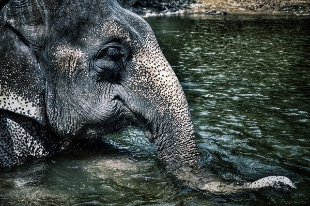 Close up Asian elephant head whilst bathing . Close up Asian elephant head whilst bathing 