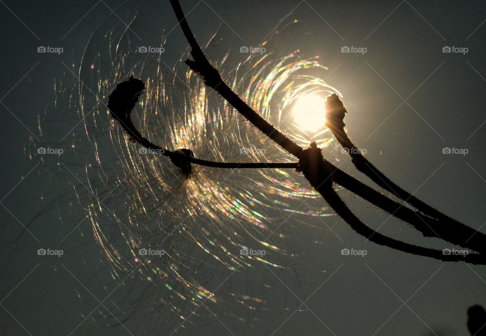 dry milkweed flower  in a sunny day