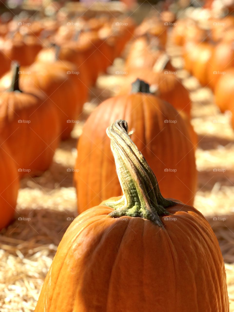 Pumpkin Patch 