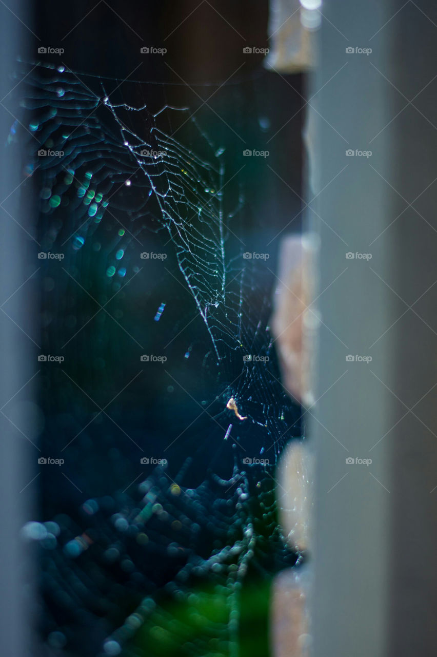 spiderwebs