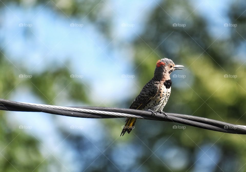 A young Northern Flicker my yard