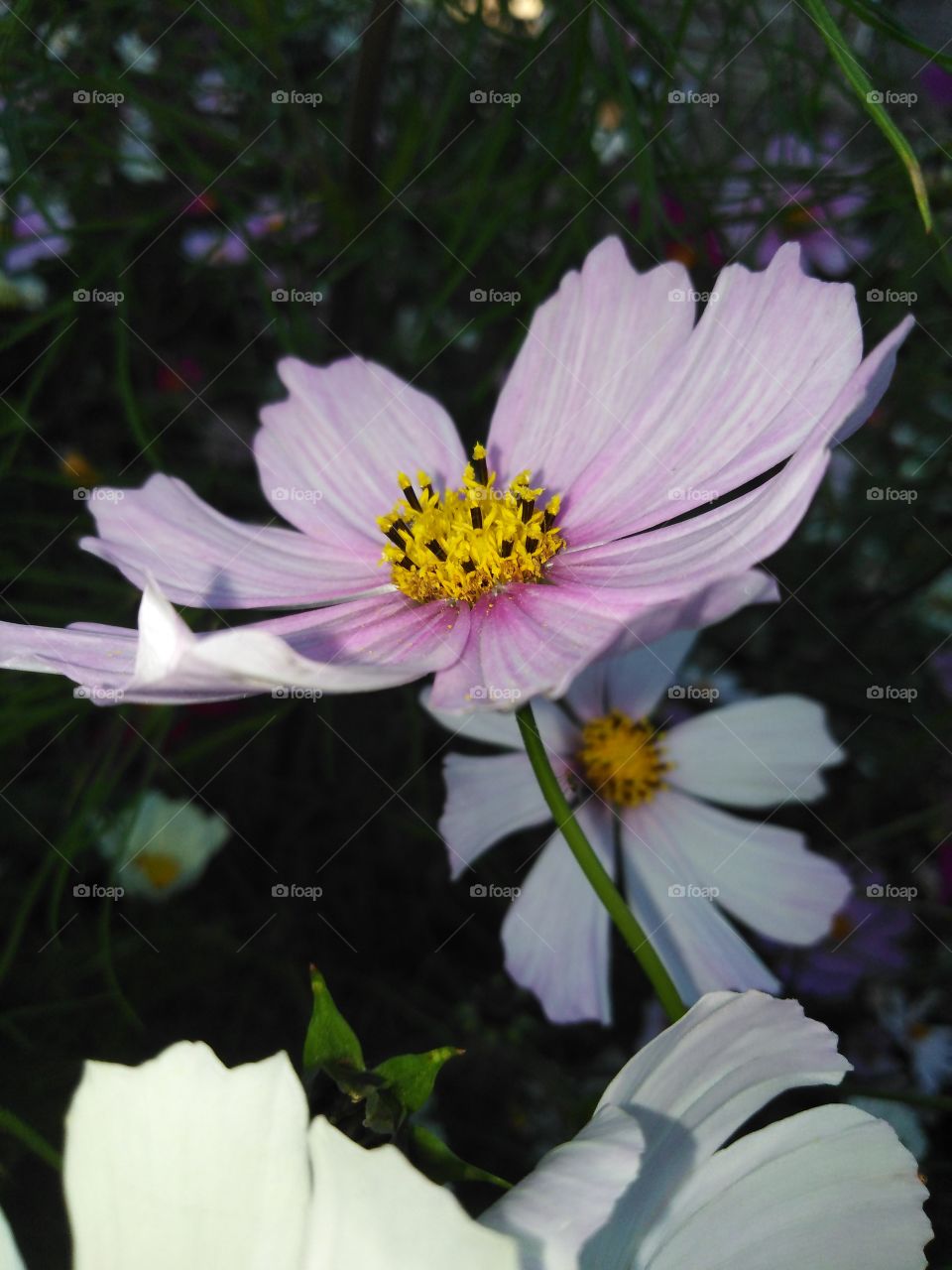 Цветы цинии