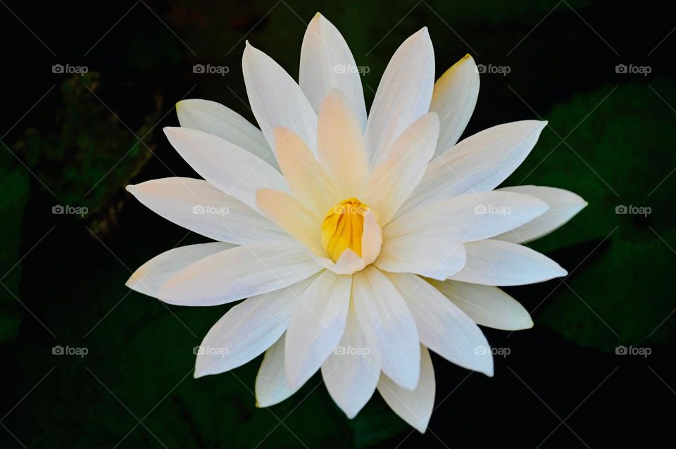 A white Flower For You 