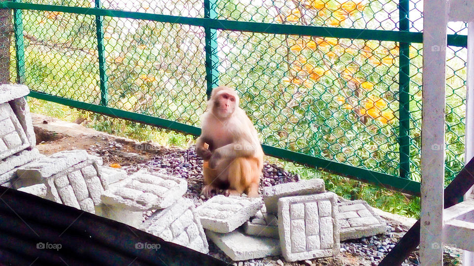 Monkey relaxing