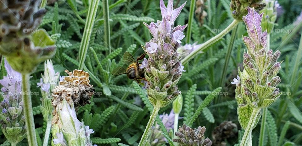 lavander and bee