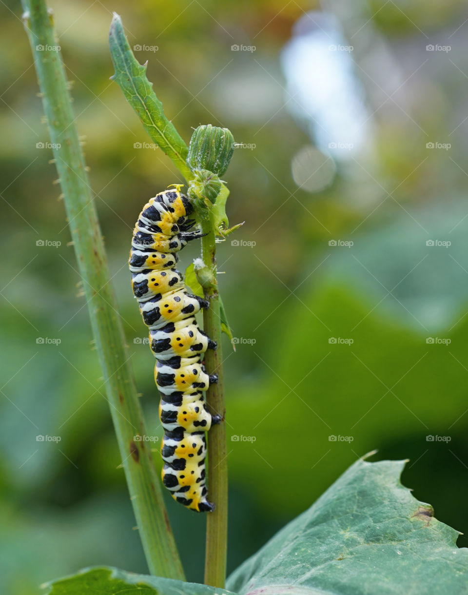big caterpillar in russian small town