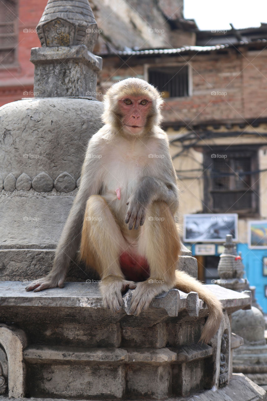 Wild monkey at the Monkey Temple in Kathmandu, Nepal