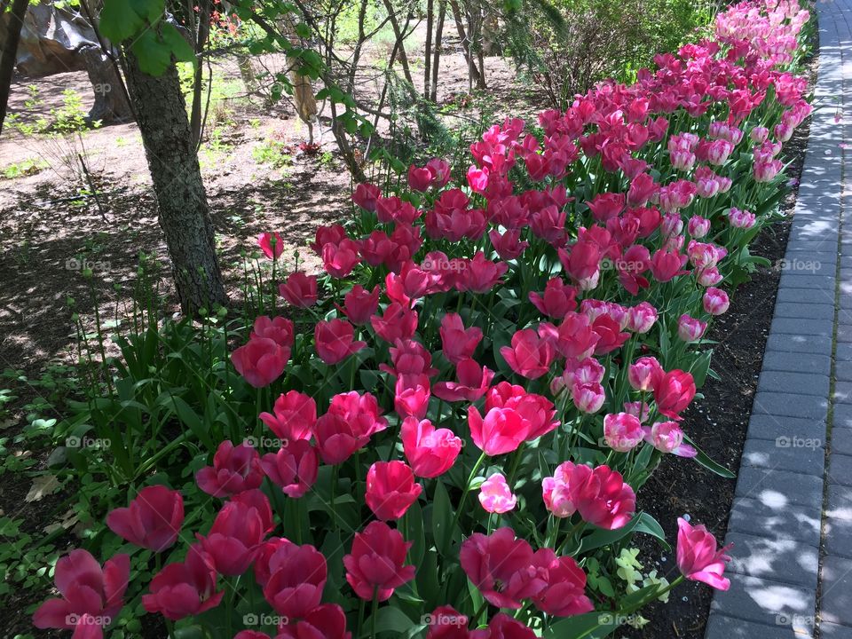 Pink Tulips. Copyright © CM Photography. May 2019. 