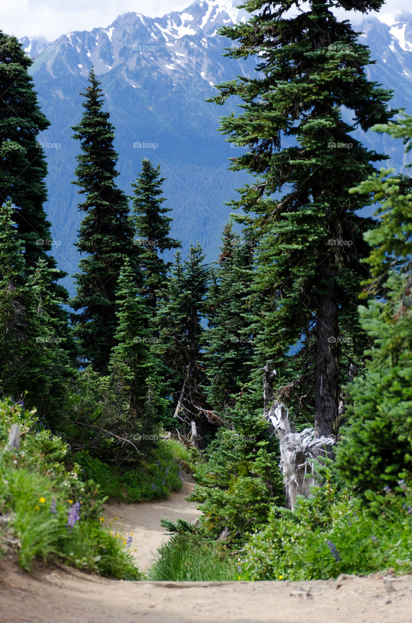 Trees growing in the forest