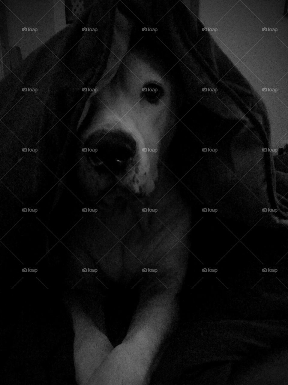 Come to the dark side, we have snuggles