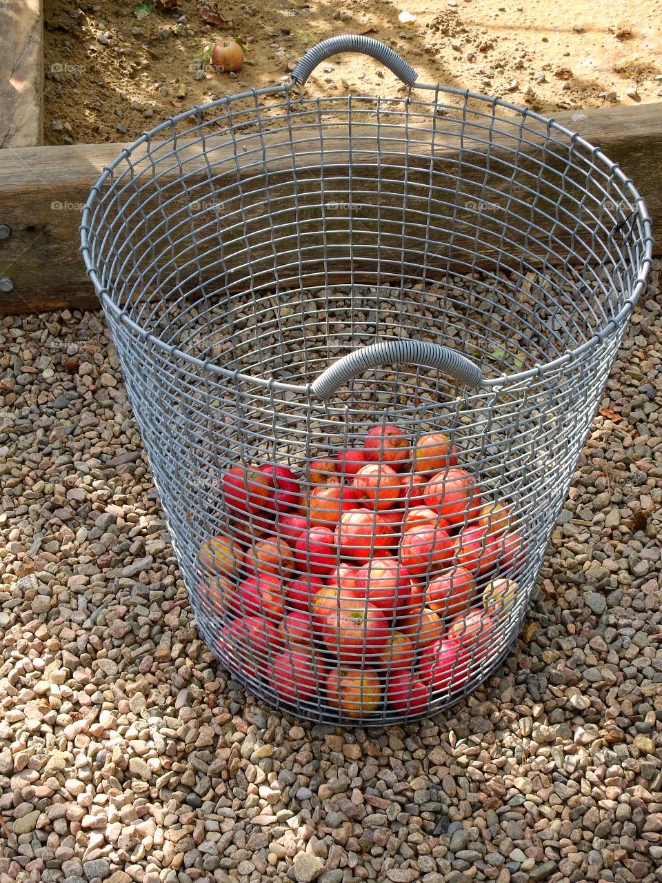 Basket of Apples 