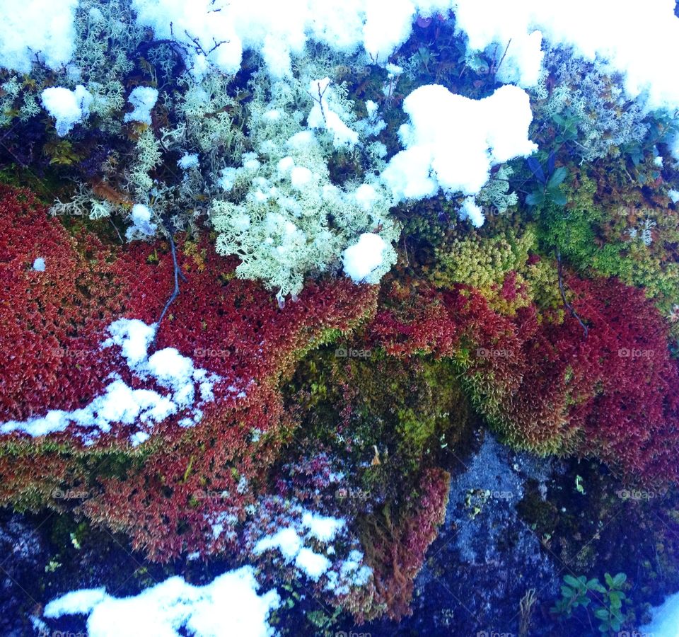 Moss with snow in autumn