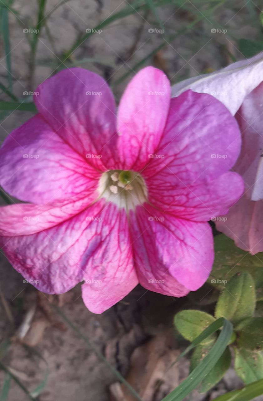 Petunia flower, spring season flower, bloom flower fresh flower