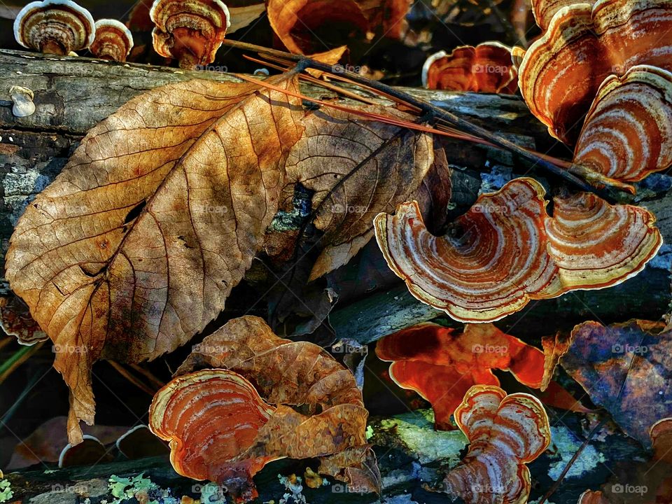 Colorful Forest Decor 