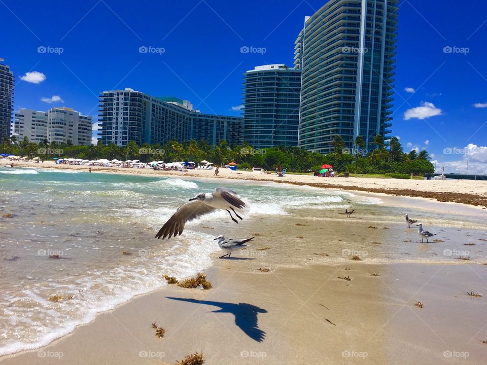 Miami beach  seagulls flying 