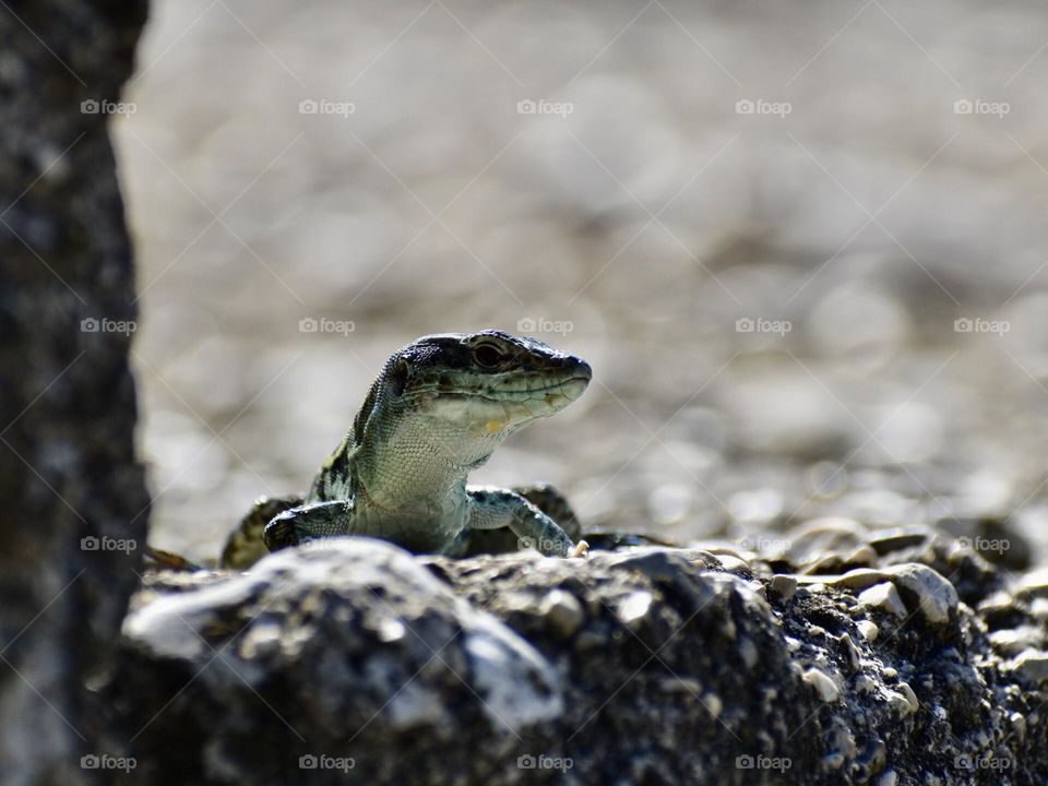 Lizard watching at my camera 