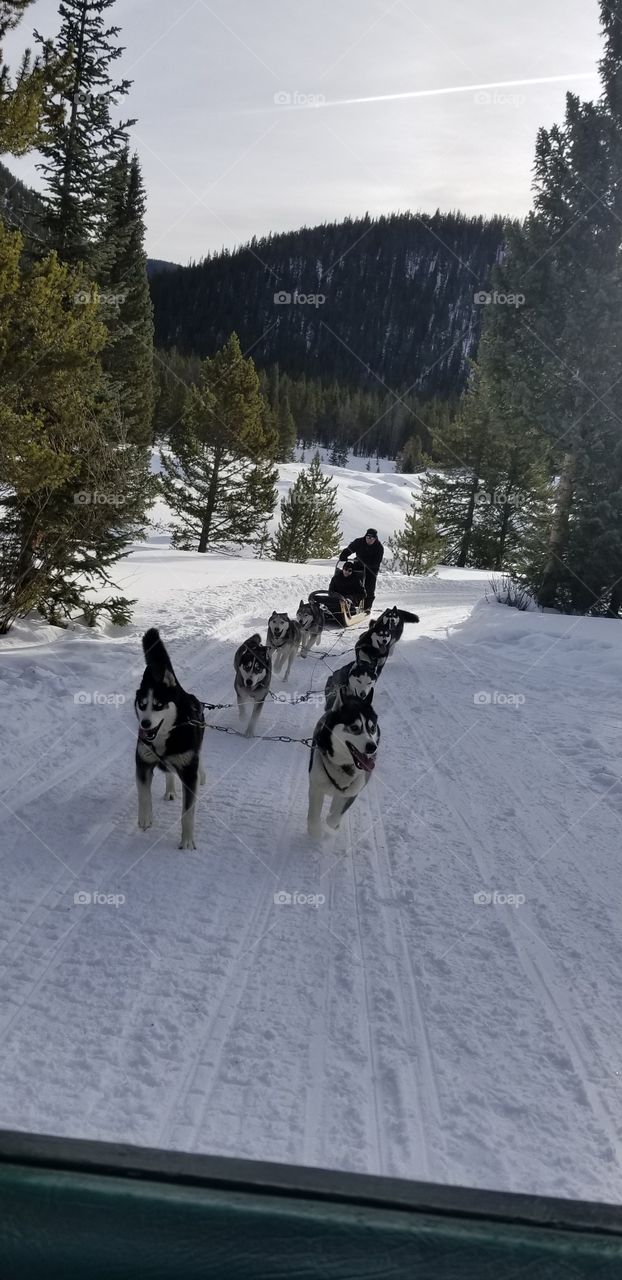 dog sledding in Colorado